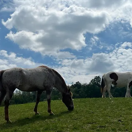 Aura Loving Con 4 Posti Letto, Cucina Completa, Terrazzo Ed Un Grande Parco Verde Daire *