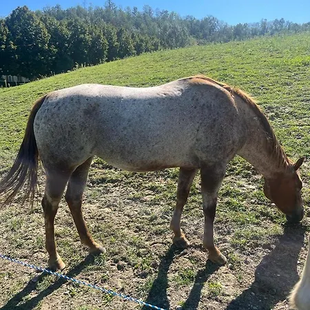 Daire Aura Loving Con 4 Posti Letto, Cucina Completa, Terrazzo Ed Un Grande Parco Verde Serravalle d'Asti